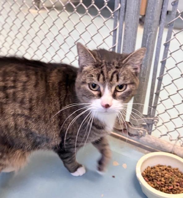 Walter, Adoptable, Adult Male Domestic Short Hair.