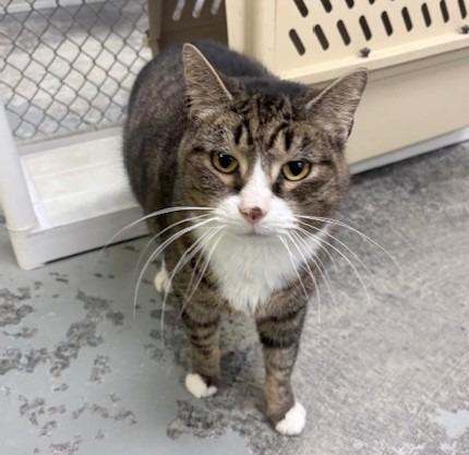 Enlarge Walter, a Adoptable mixed breed in Ogdensburg, NY image 3/4