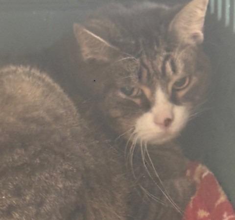 Walter, Adoptable, Adult Male Domestic Short Hair.