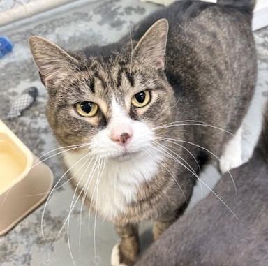 Enlarge Walter, a Adoptable mixed breed in Ogdensburg, NY image 4/4