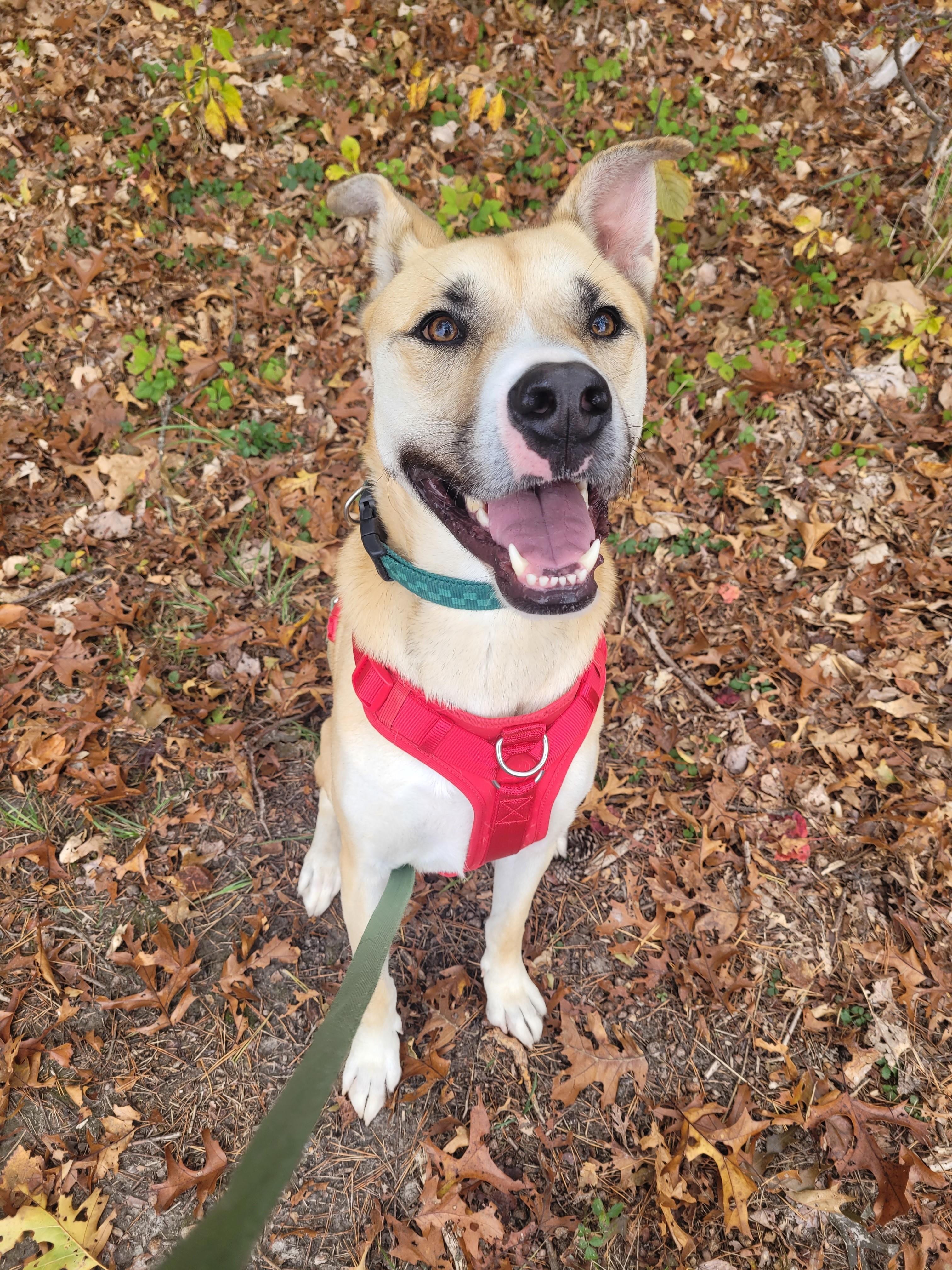Enlarge Bodie, a Adoptable mixed breed in North Attleboro, MA image 2/4