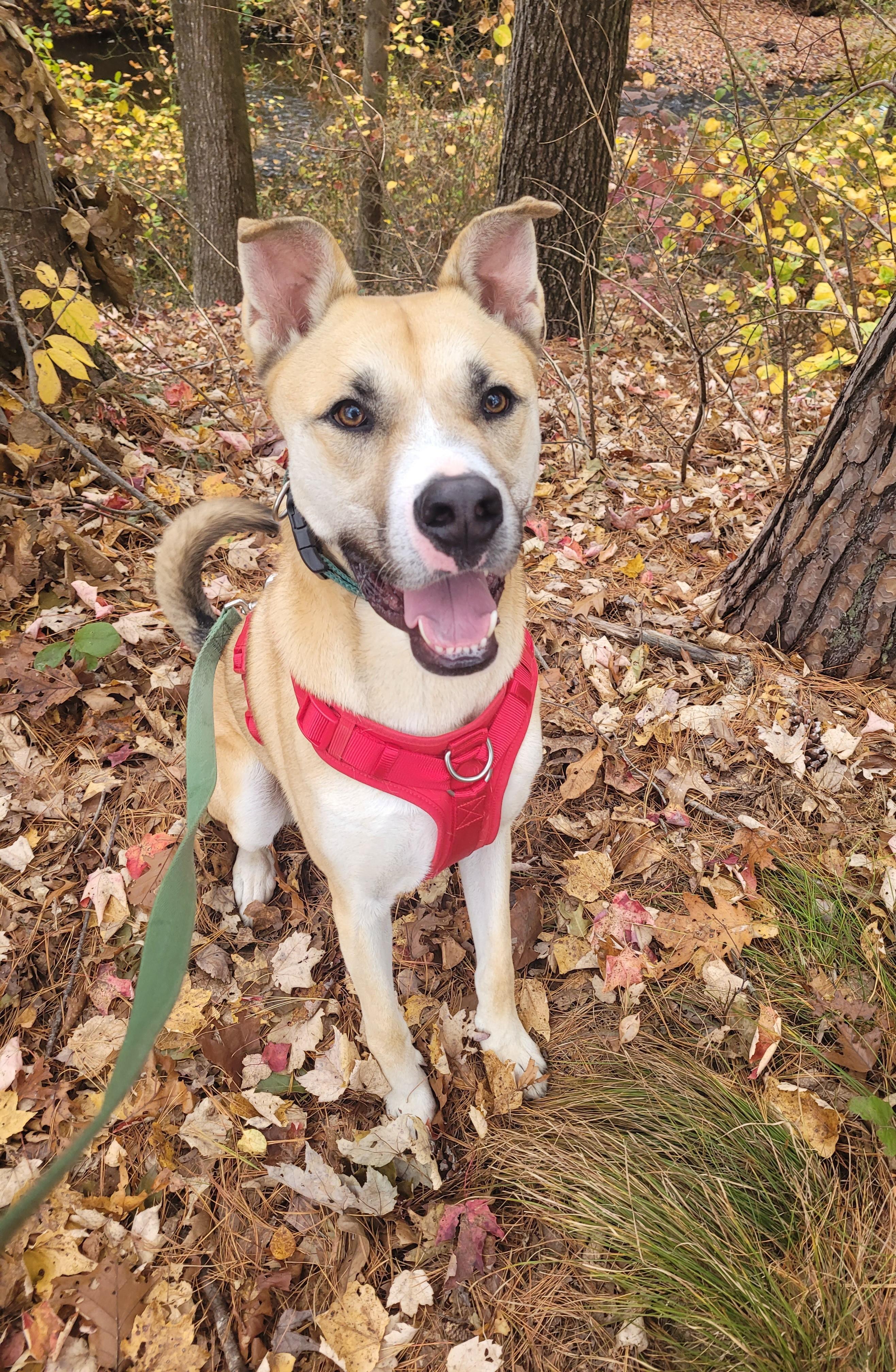 Bodie, Adoptable, Young Male Shepherd.