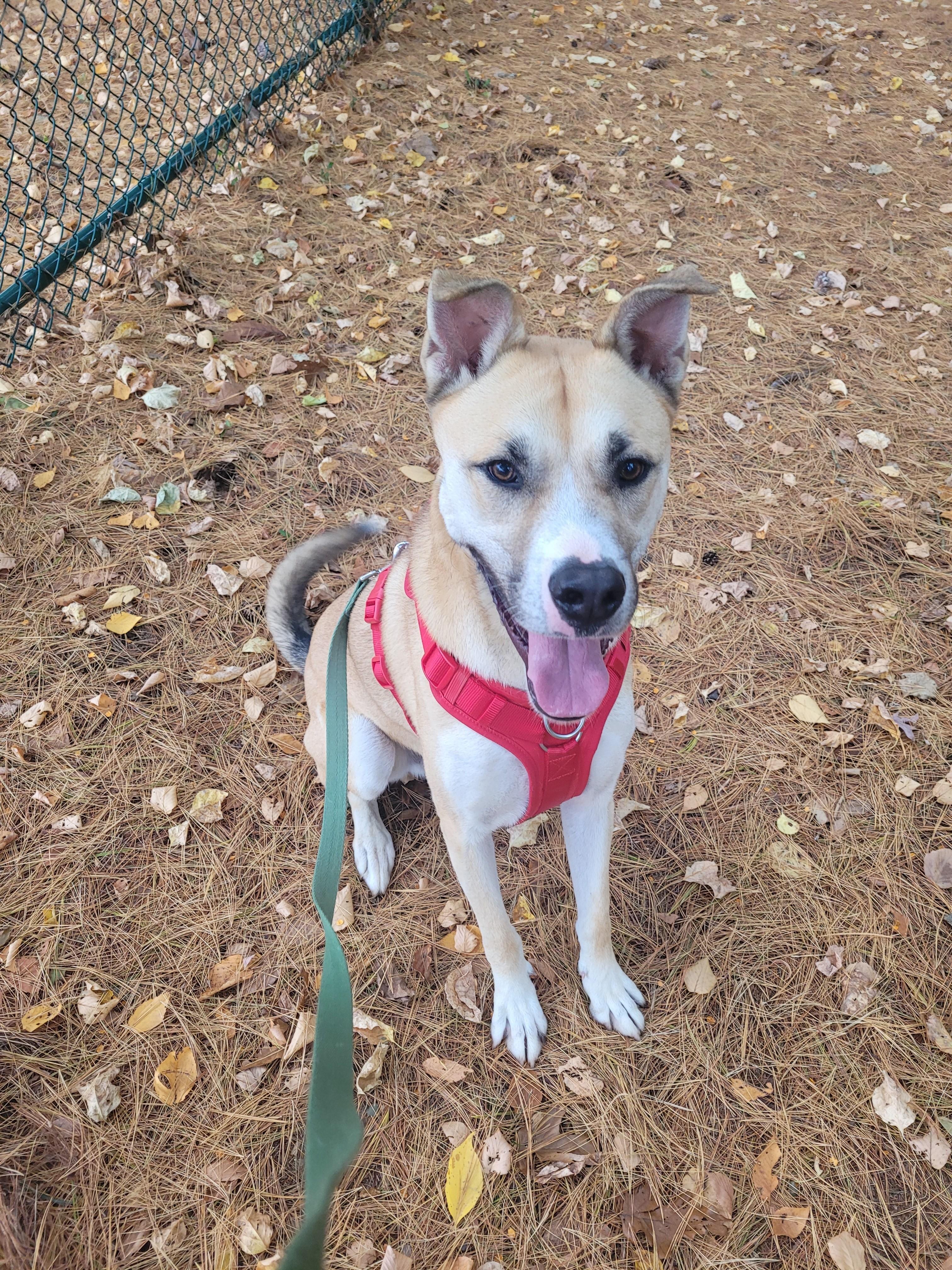 Enlarge Bodie, a Adoptable mixed breed in North Attleboro, MA image 4/4