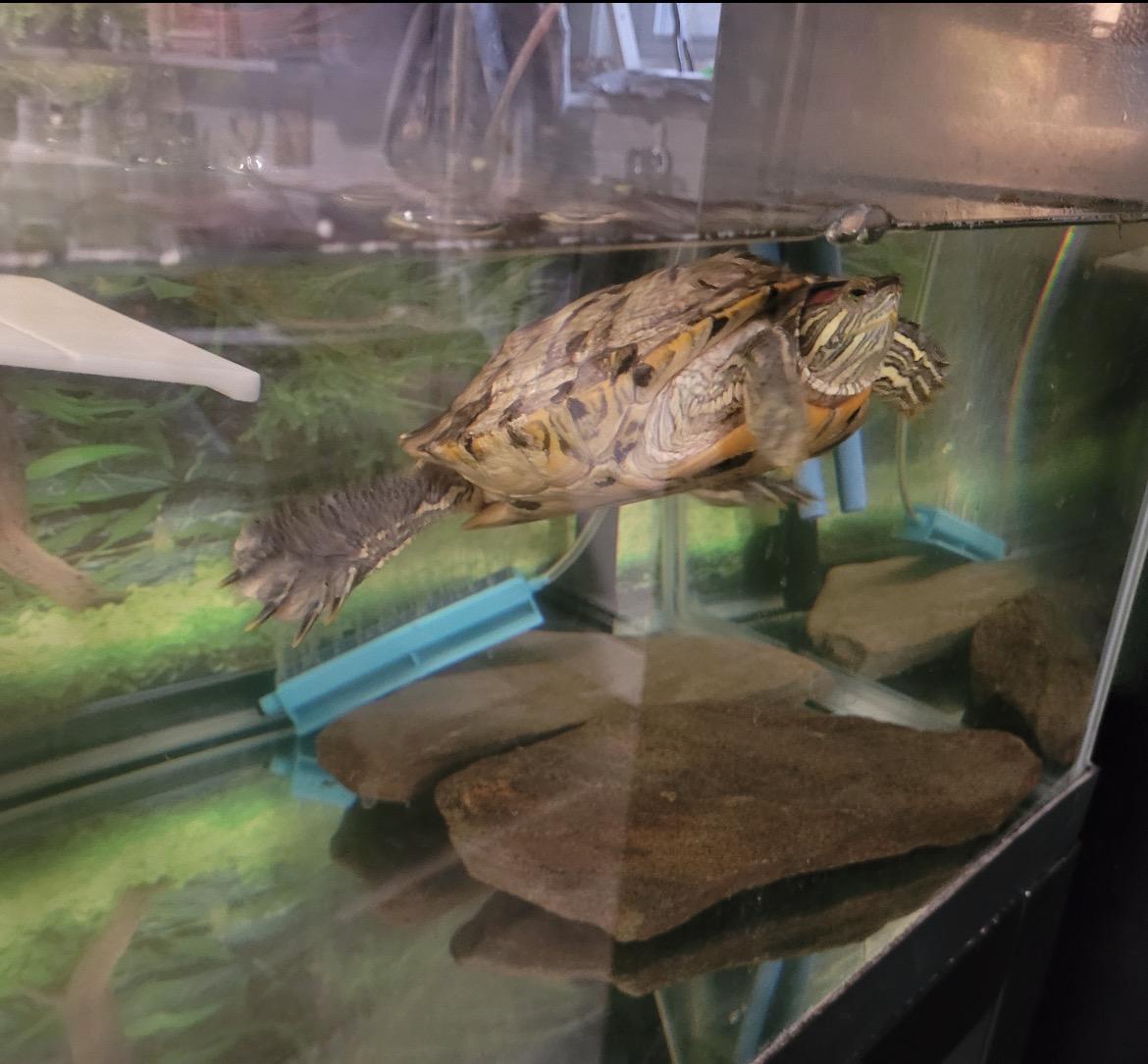 Franklin, a ADOPTABLE Mississippi Map Turtle in Berlin, CT image 4/5