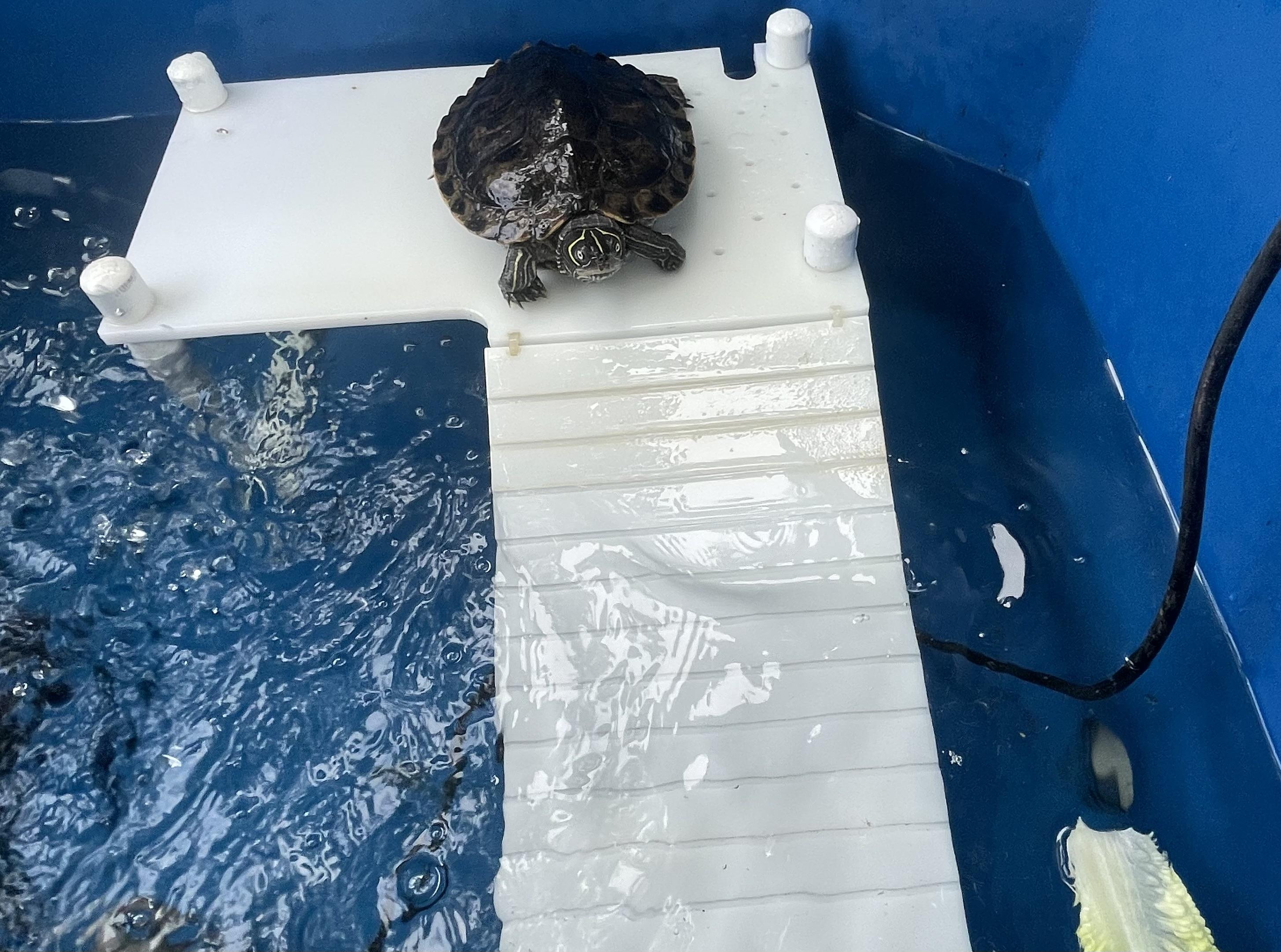Franklin, ADOPTABLE, Adult Male Mississippi Map Turtle.
