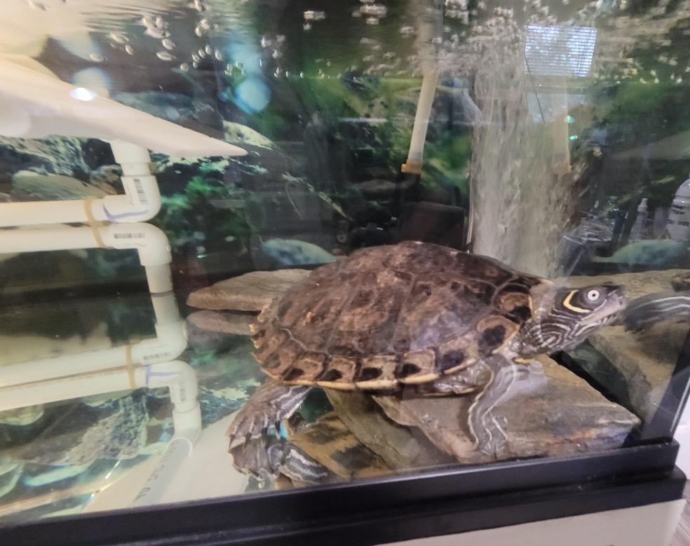 Franklin, a ADOPTABLE Mississippi Map Turtle in Berlin, CT image 3/5