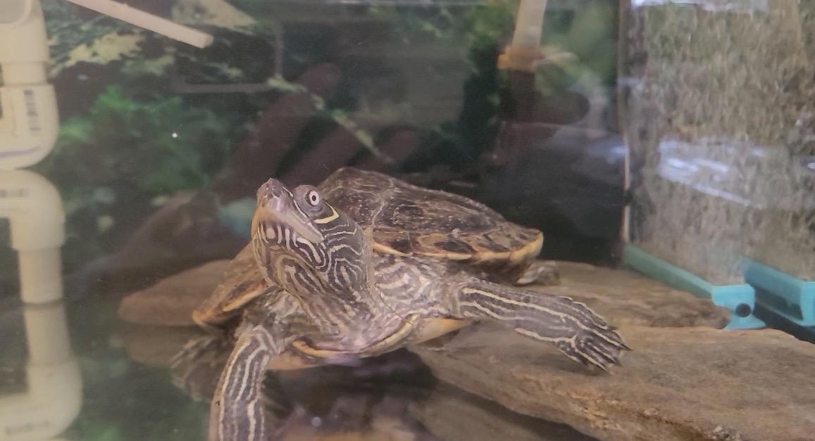 Franklin, a ADOPTABLE Mississippi Map Turtle in Berlin, CT image 5/5