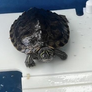 Franklin, a ADOPTABLE Mississippi Map Turtle in Berlin, CT image 2/5