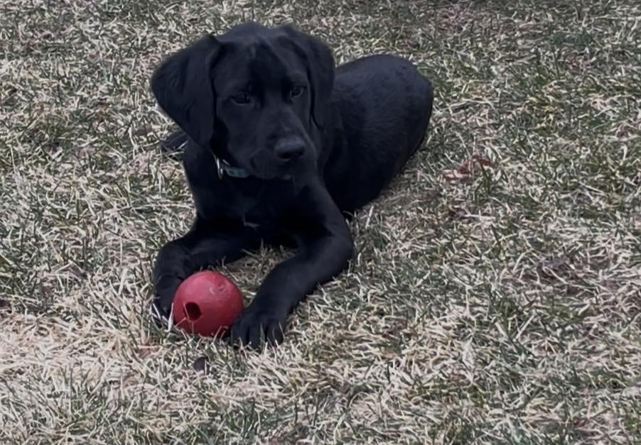 Enlarge Dante, a Adopted mixed breed in Terryville, CT image 1/6