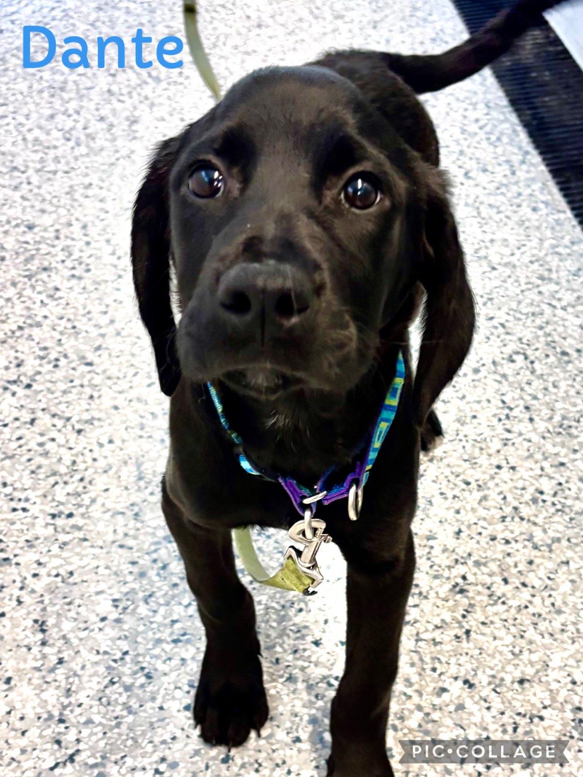 Enlarge Dante, a Adopted mixed breed in Terryville, CT image 4/6