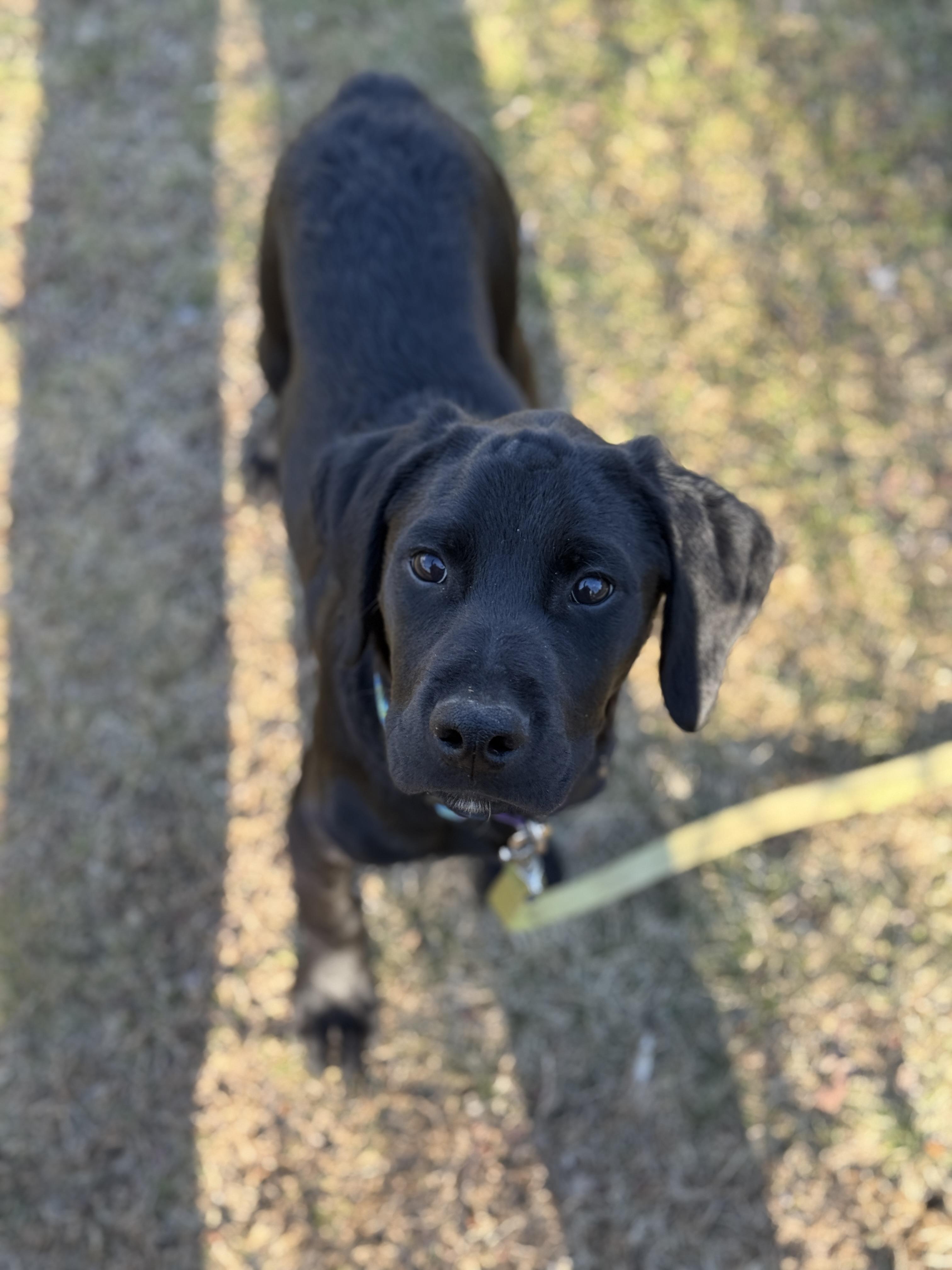 Dante, Adopted, Puppy Male Cane Corso & Labrador Retriever.