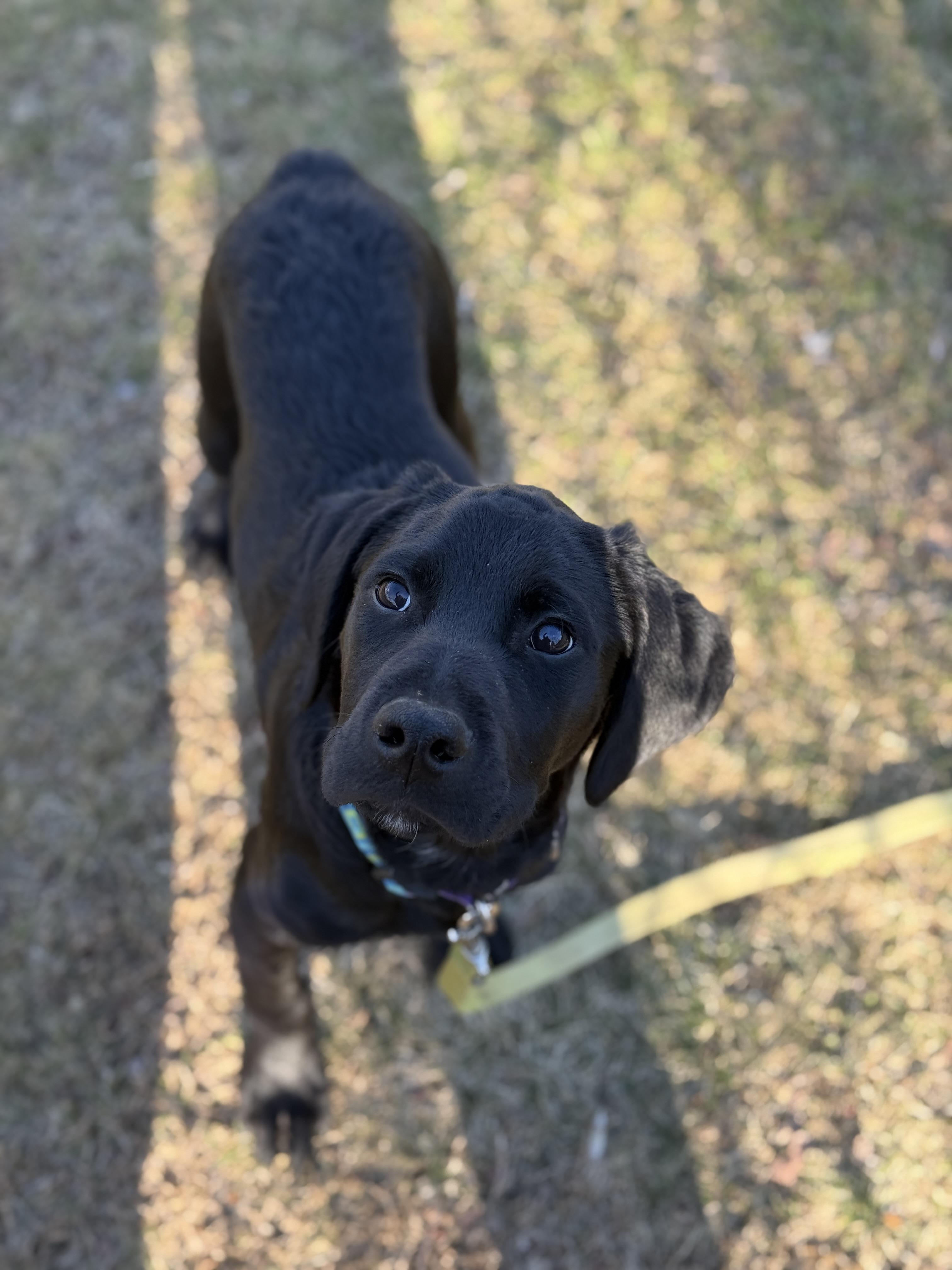 Enlarge Dante, a Adopted mixed breed in Terryville, CT image 3/6