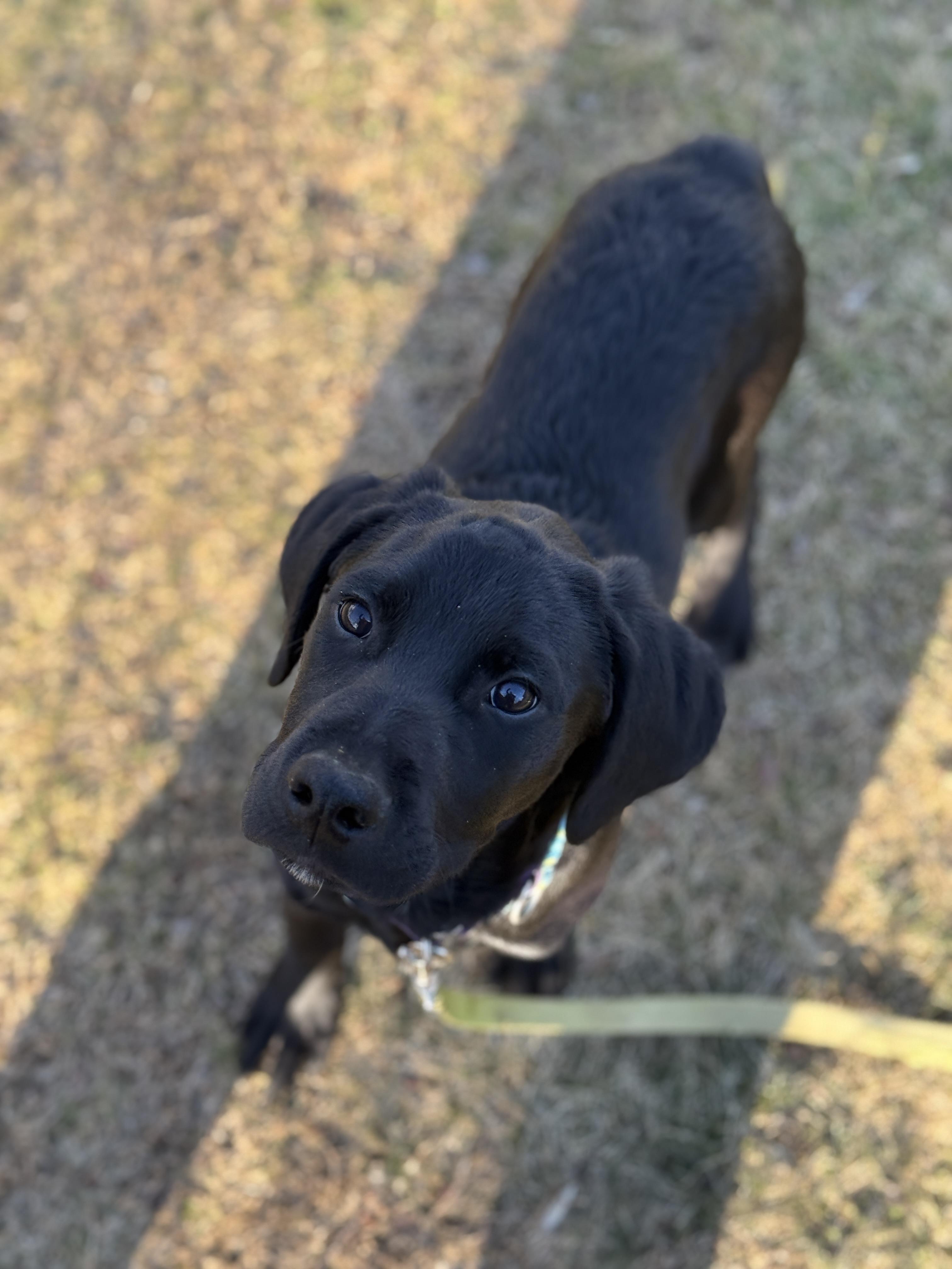 Enlarge Dante, a Adopted mixed breed in Terryville, CT image 6/6