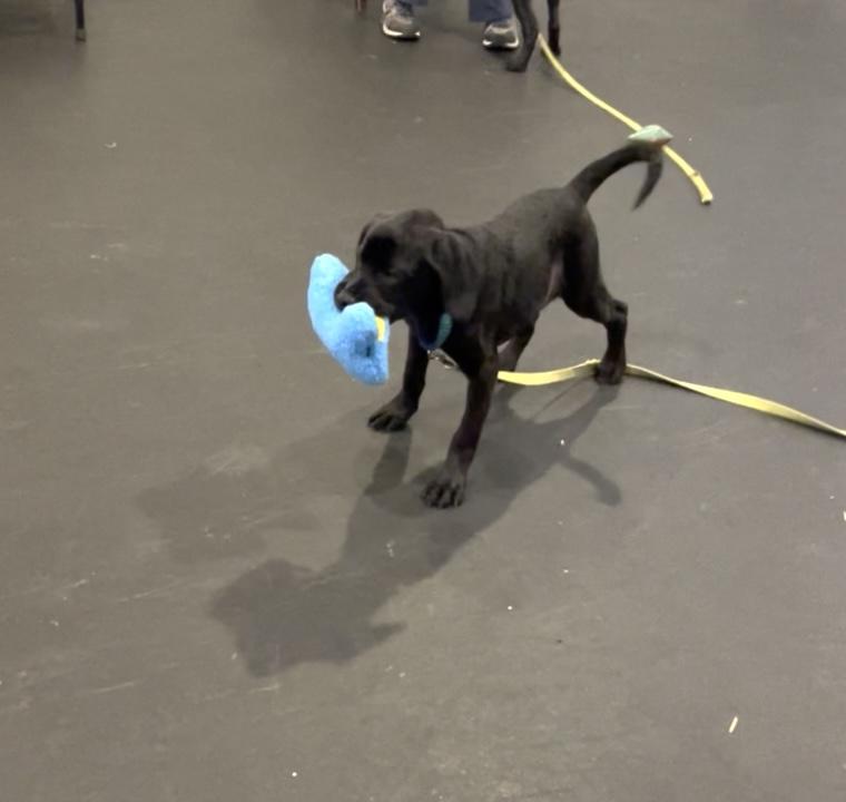 Enlarge Dante, a Adopted mixed breed in Terryville, CT image 5/6