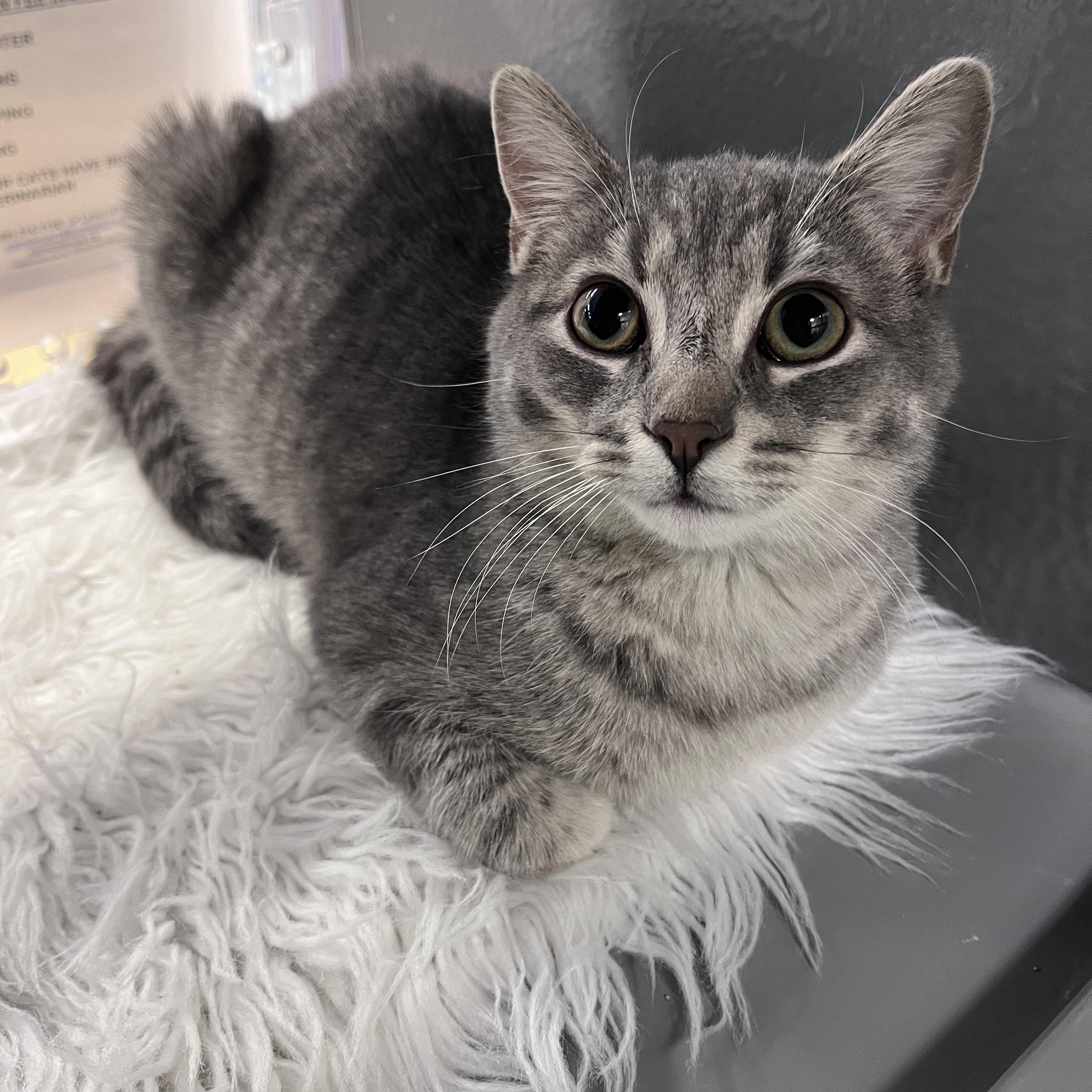 Finch, a Adoptable Domestic Short Hair in Pickering, ON image 1/3