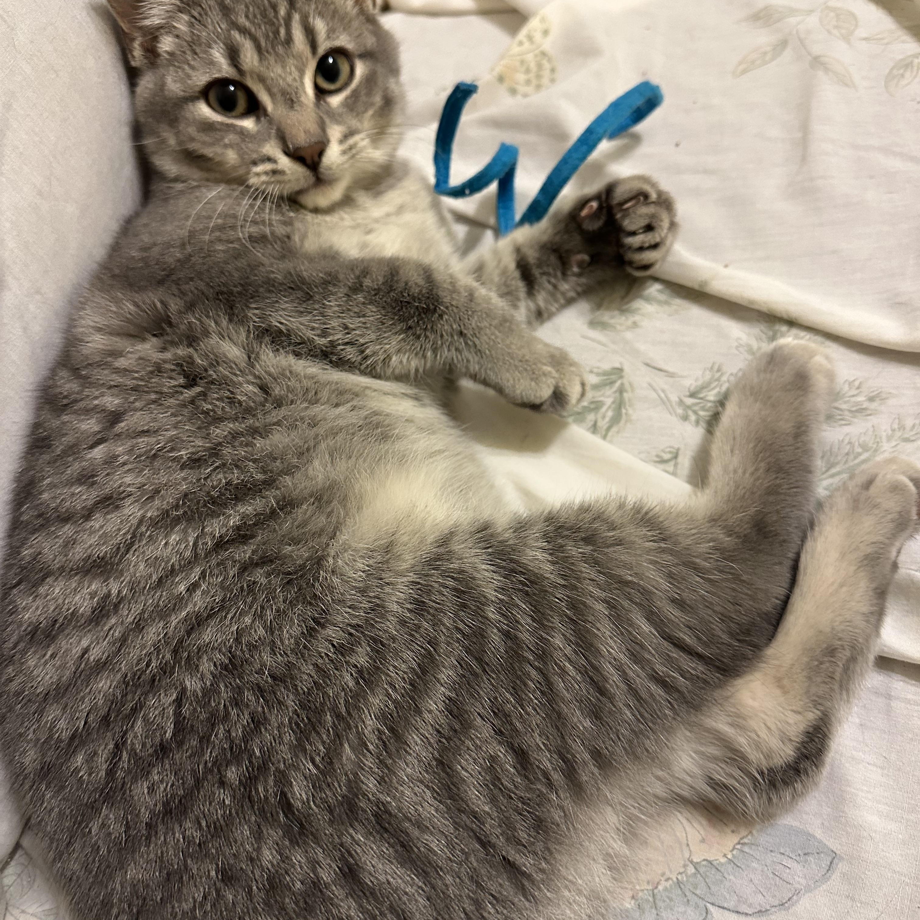 Finch, a Adoptable Domestic Short Hair in Pickering, ON image 2/2