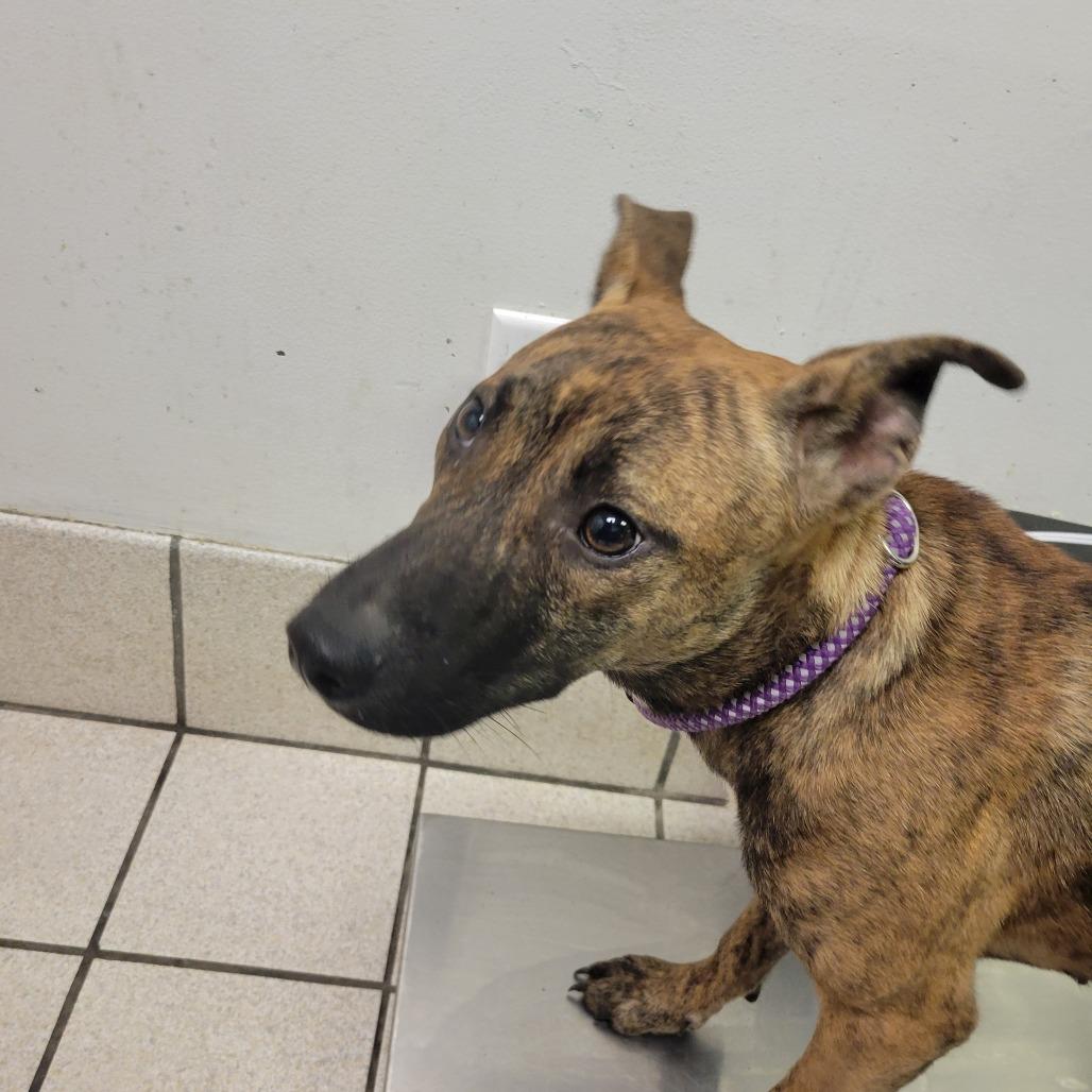 Layla, Adoptable, Young Female Mixed Breed.