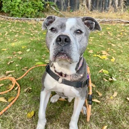 Katie, Adoptable, Senior Female Pit Bull Terrier & Mixed Breed.