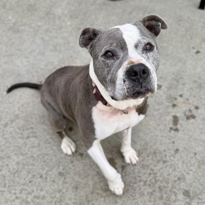 Katie, a Adoptable mixed breed in Camano Island, WA image 2/3