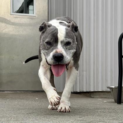 Katie, a Adoptable mixed breed in Camano Island, WA image 3/3