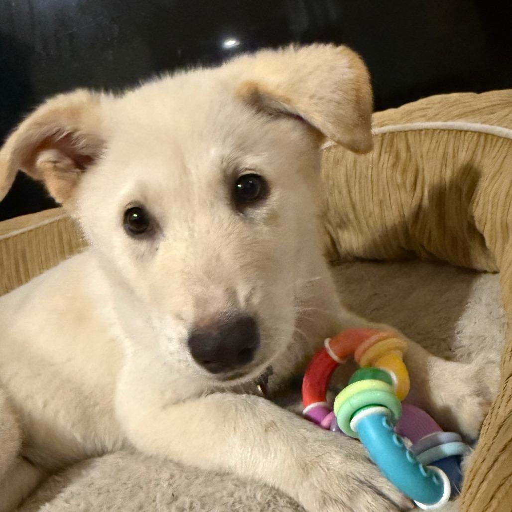 Cooper, Adoptable, Puppy Male Husky & Labrador Retriever.