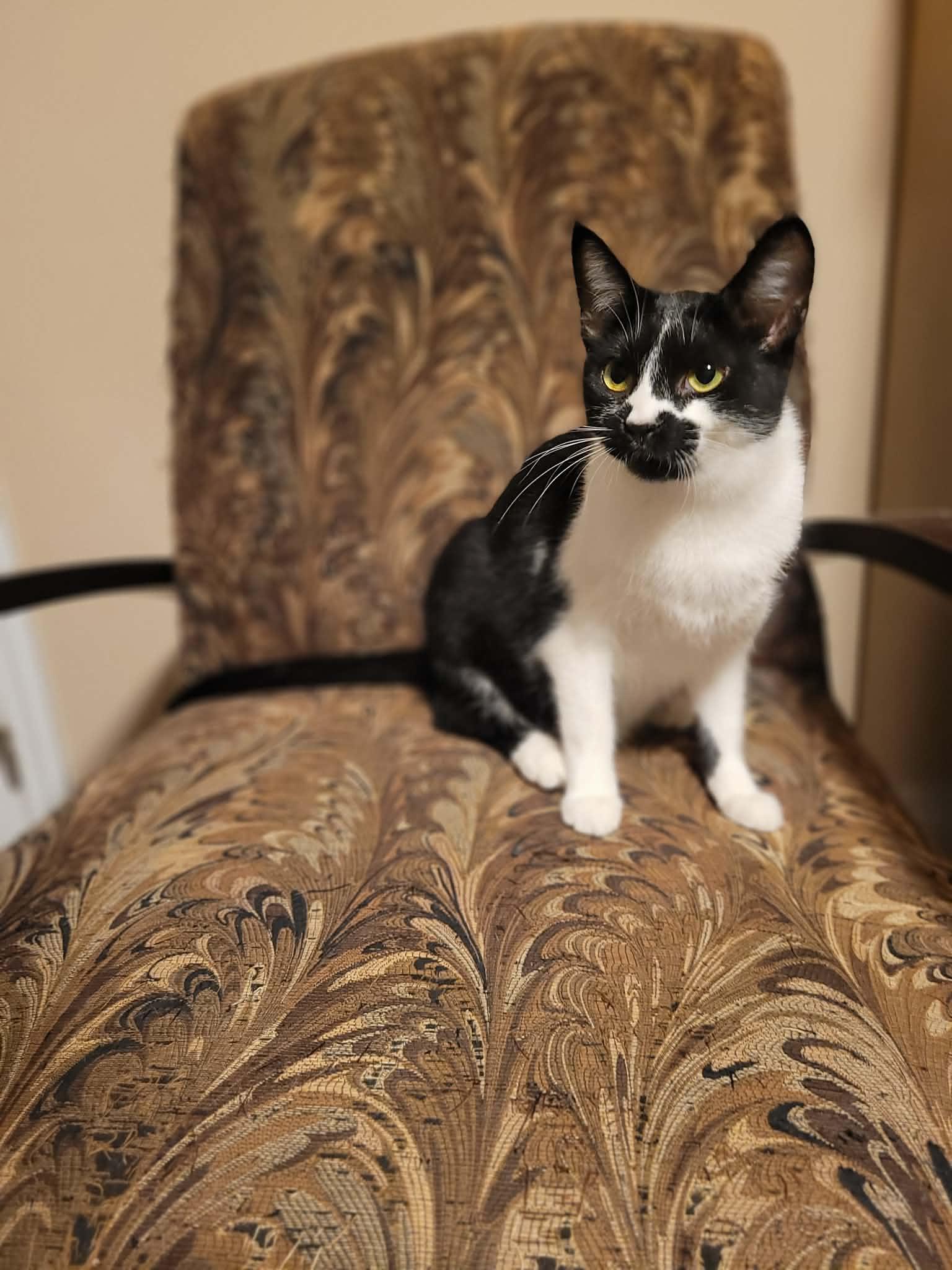 Summer, a ADOPTABLE Domestic Short Hair in Shakespeare, ON image 2/4