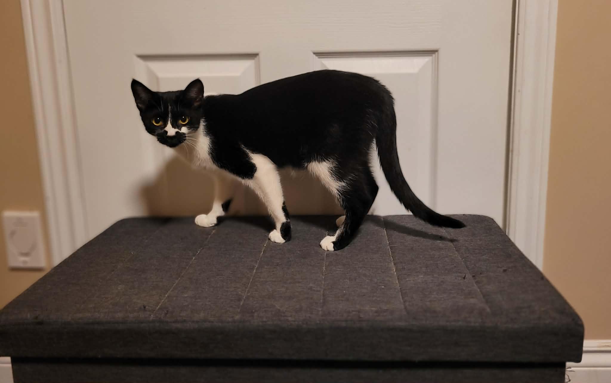 Summer, a ADOPTABLE Domestic Short Hair in Shakespeare, ON image 4/4