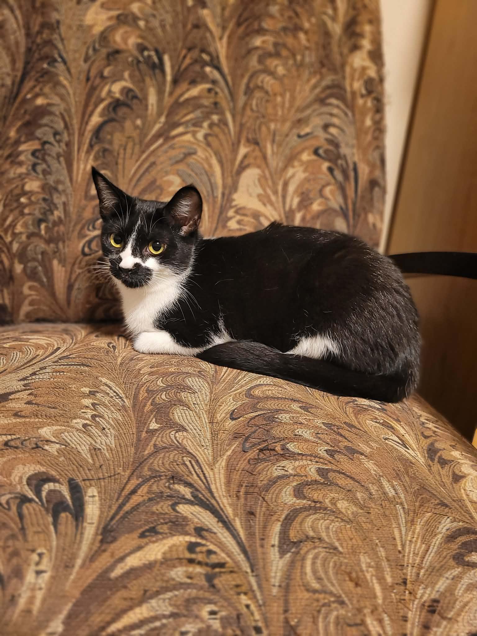 Summer, a ADOPTABLE Domestic Short Hair in Shakespeare, ON image 3/4