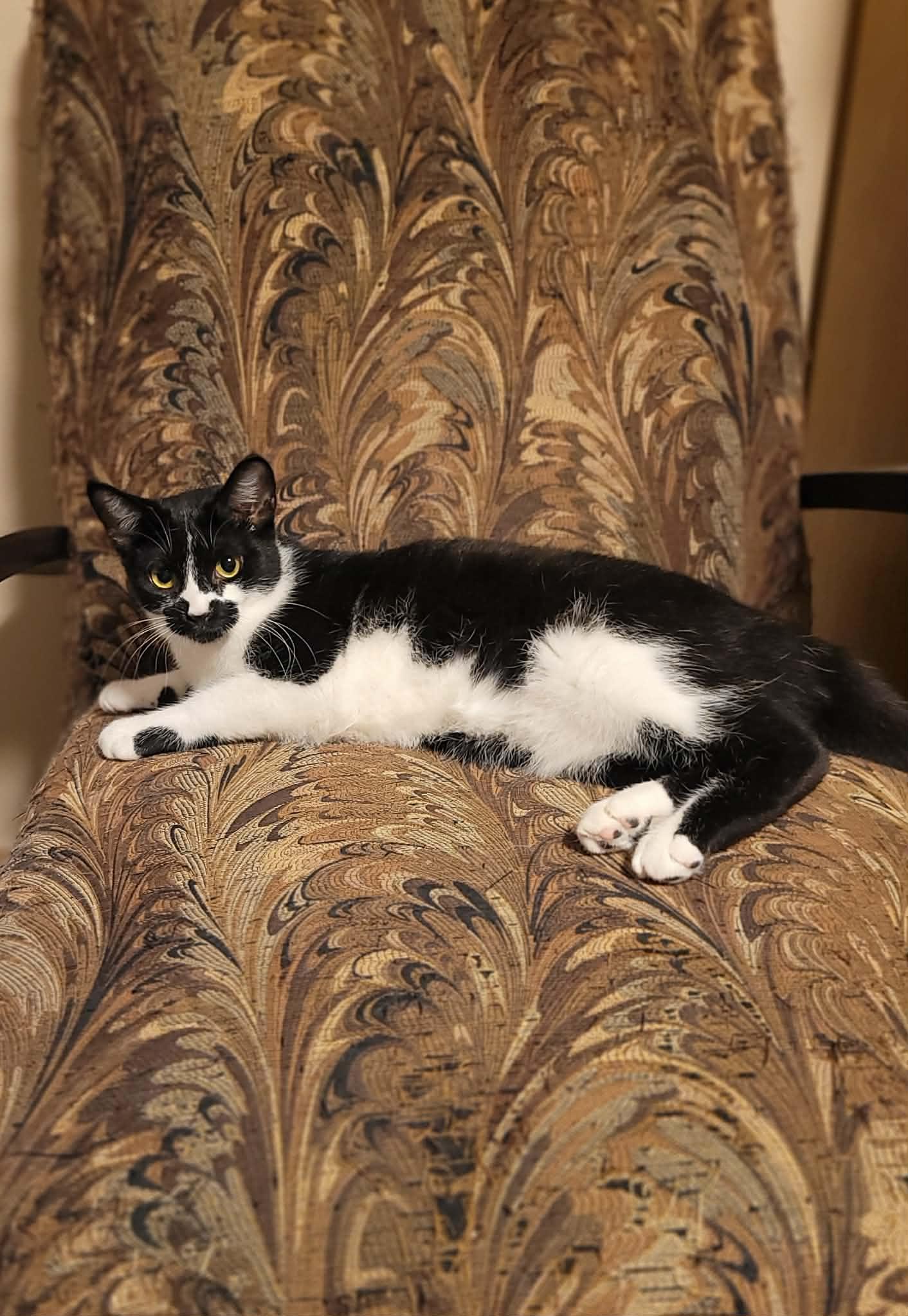 Summer, a ADOPTABLE Domestic Short Hair in Shakespeare, ON image 1/4