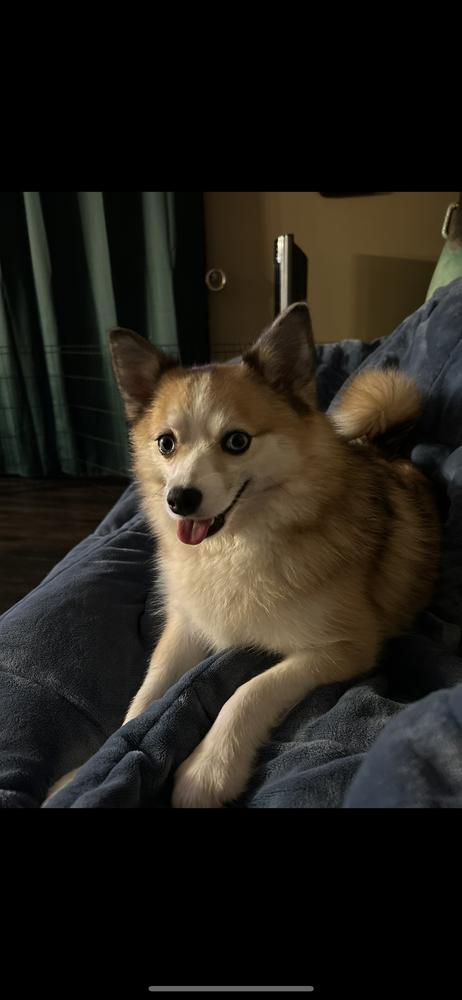 Enlarge Pomsky--Gigi, a Adoptable mixed breed in Omaha, NE image 1/6