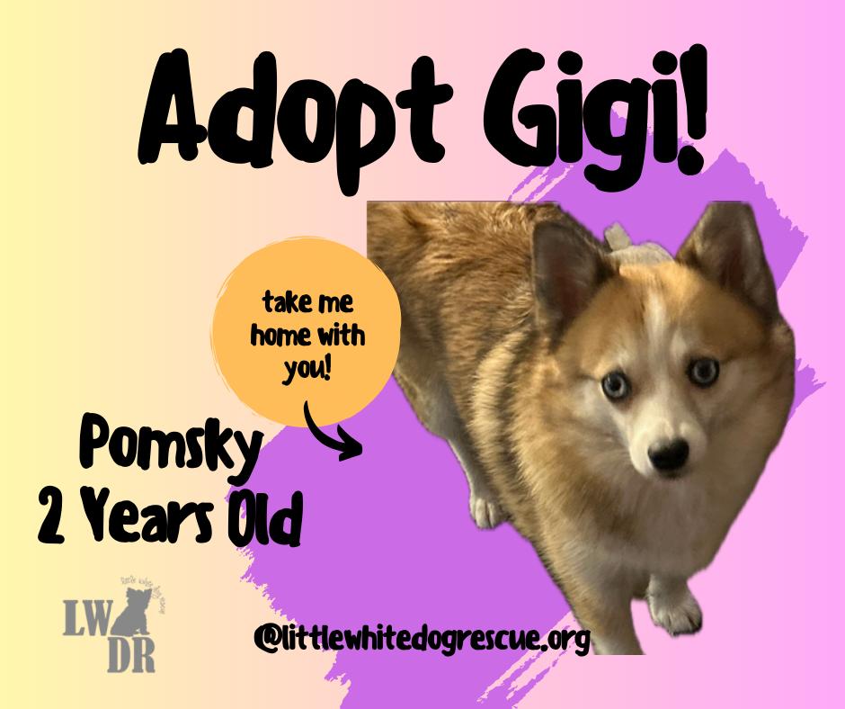 Enlarge Pomsky--Gigi, a Adoptable mixed breed in Omaha, NE image 2/6