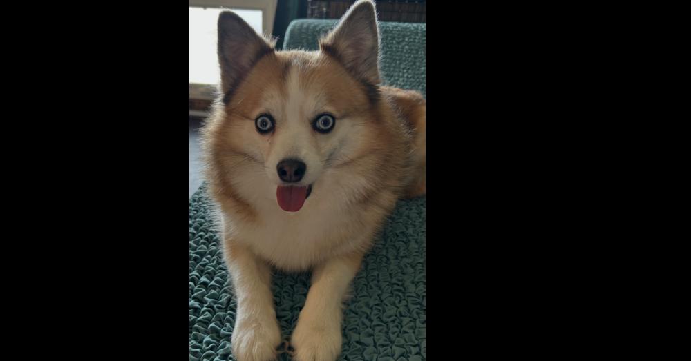 Pomsky--Gigi, a Adoptable mixed breed in Omaha, NE image 4/6