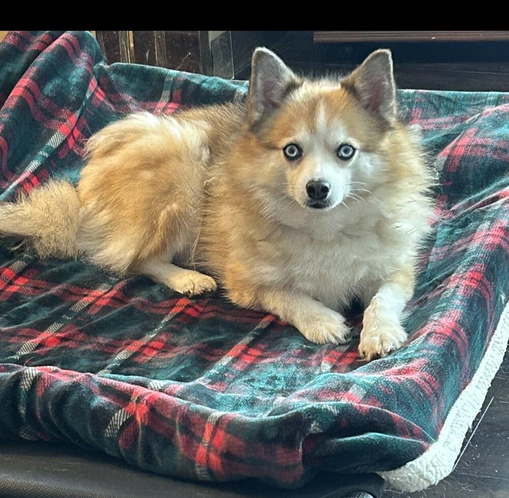 Enlarge Pomsky--Gigi, a Adoptable mixed breed in Omaha, NE image 4/6