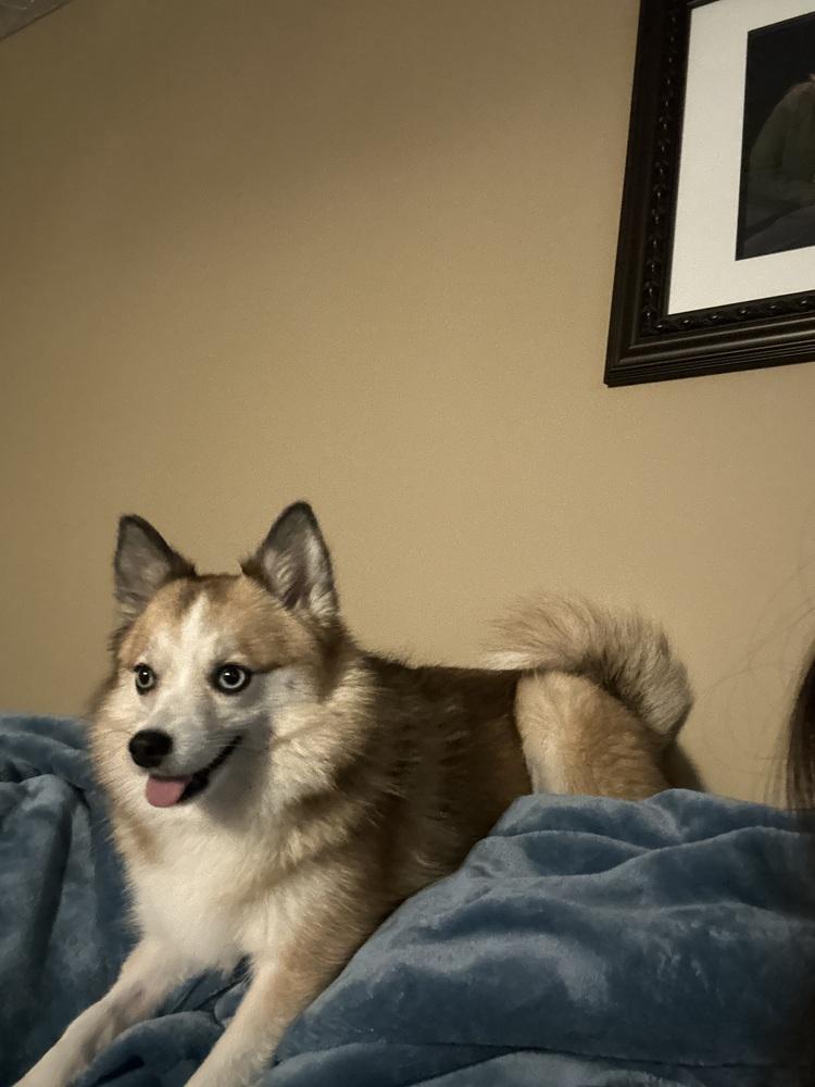 Pomsky--Gigi, Adoptable, Adult Female Pomeranian & Husky.