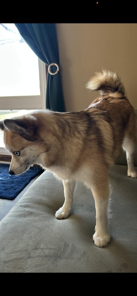 Pomsky--Gigi, Adoptable, Adult Female Pomeranian & Husky.
