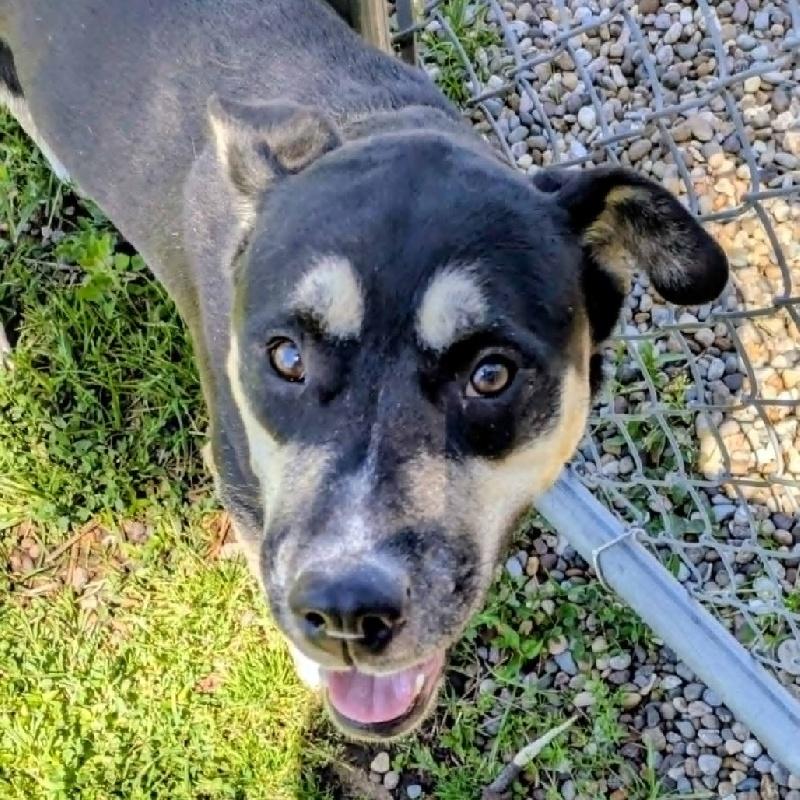 Aubrey, a ADOPTABLE mixed breed in Aurora, IL image 4/6