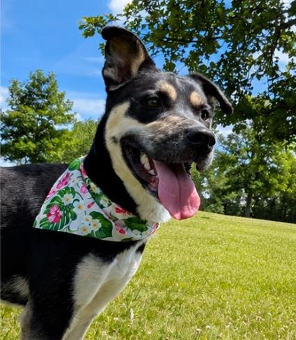 Aubrey, a ADOPTABLE mixed breed in Aurora, IL image 2/6
