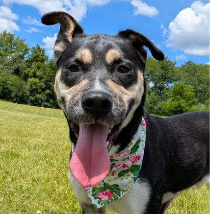 Aubrey, a ADOPTABLE mixed breed in Aurora, IL image 1/6