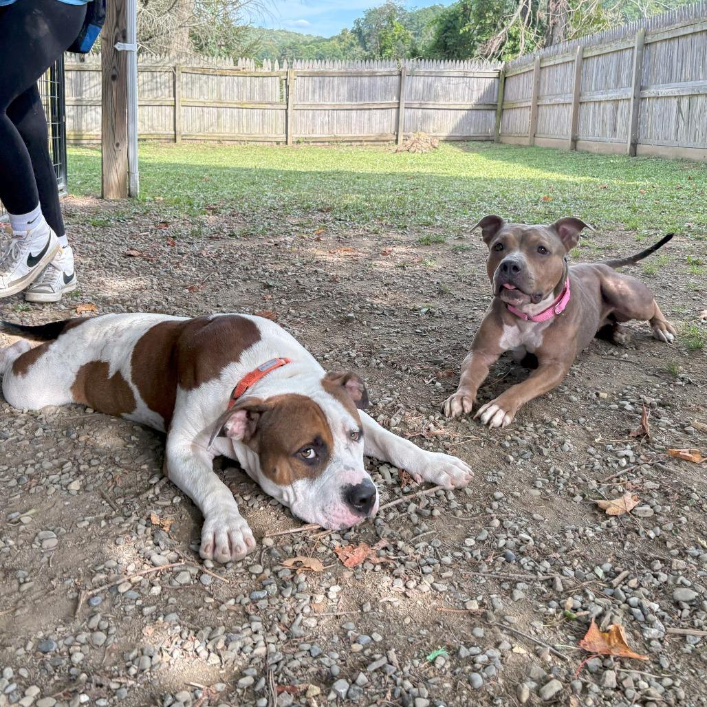 Bobby Sue, Adoptable, Adult Female Mixed Breed.