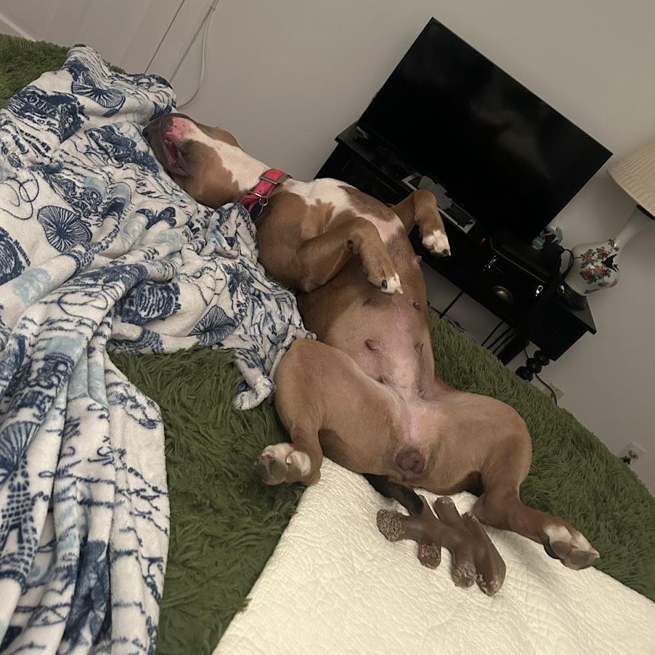 Enlarge Bobby Sue, a Adoptable Mixed Breed in Bangall, NY image 2/5