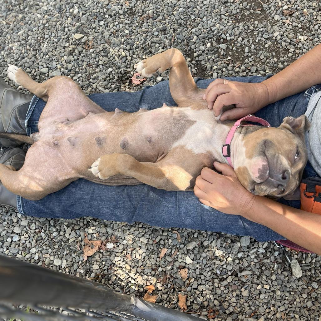 Enlarge Bobby Sue, a Adoptable Mixed Breed in Bangall, NY image 2/5