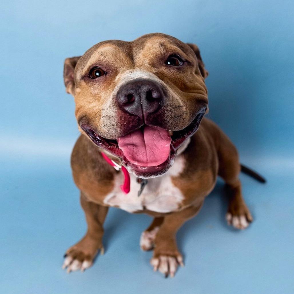 Enlarge Bobby Sue, a Adoptable Mixed Breed in Bangall, NY image 3/6