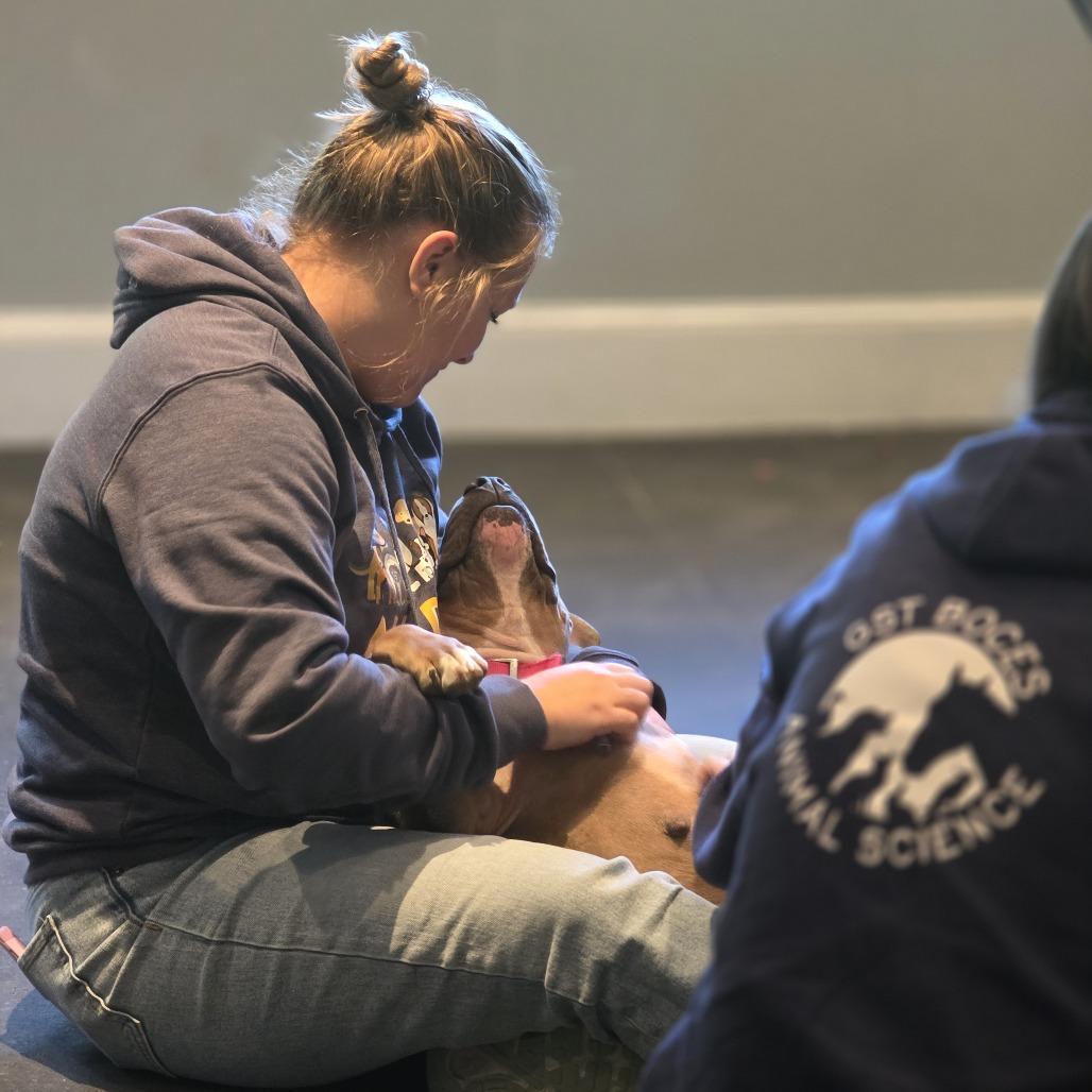 Enlarge Bobby Sue, a Adoptable Mixed Breed in Bangall, NY image 4/5