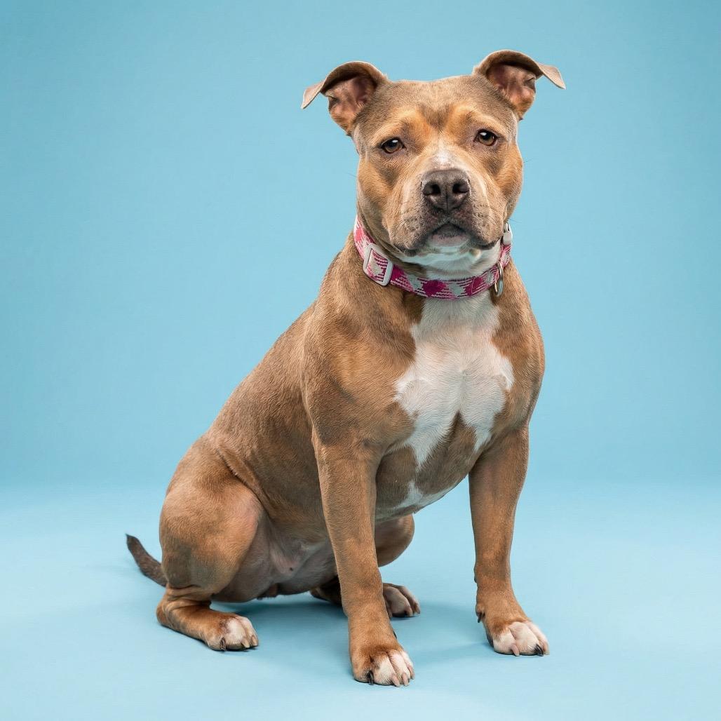 Enlarge Bobby Sue, a Adoptable Mixed Breed in Bangall, NY image 5/6