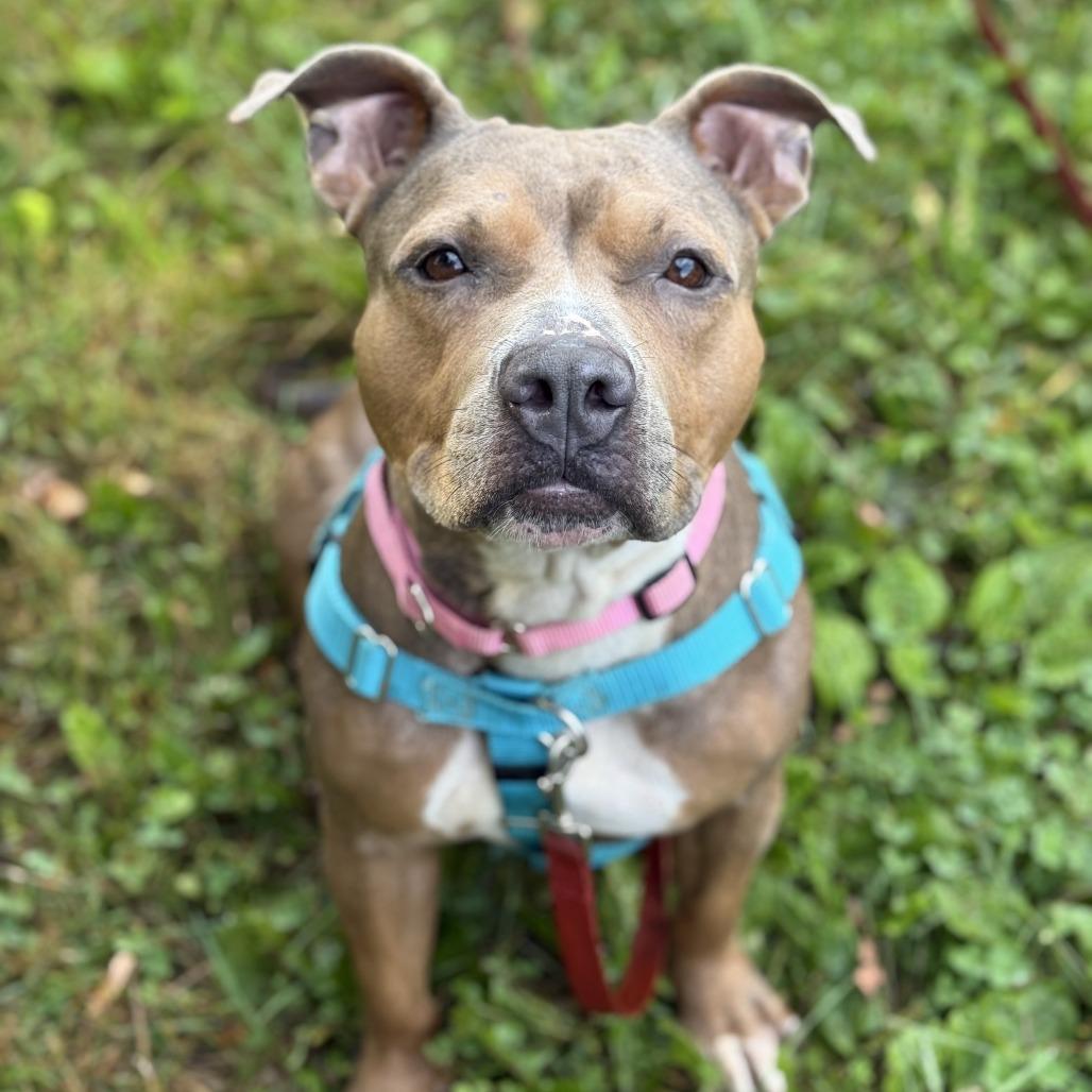 Enlarge Bobby Sue, a Adoptable Mixed Breed in Bangall, NY image 5/5