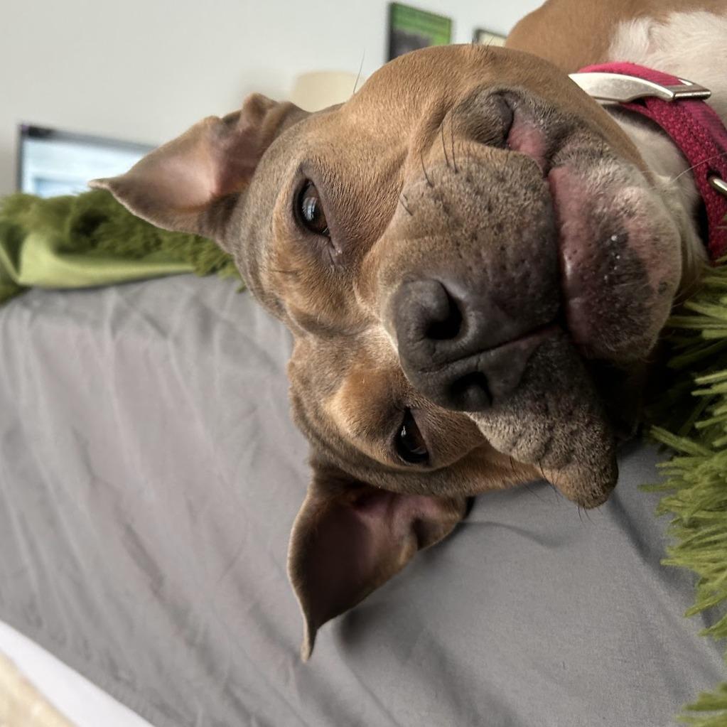 Enlarge Bobby Sue, a Adoptable Mixed Breed in Bangall, NY image 5/5