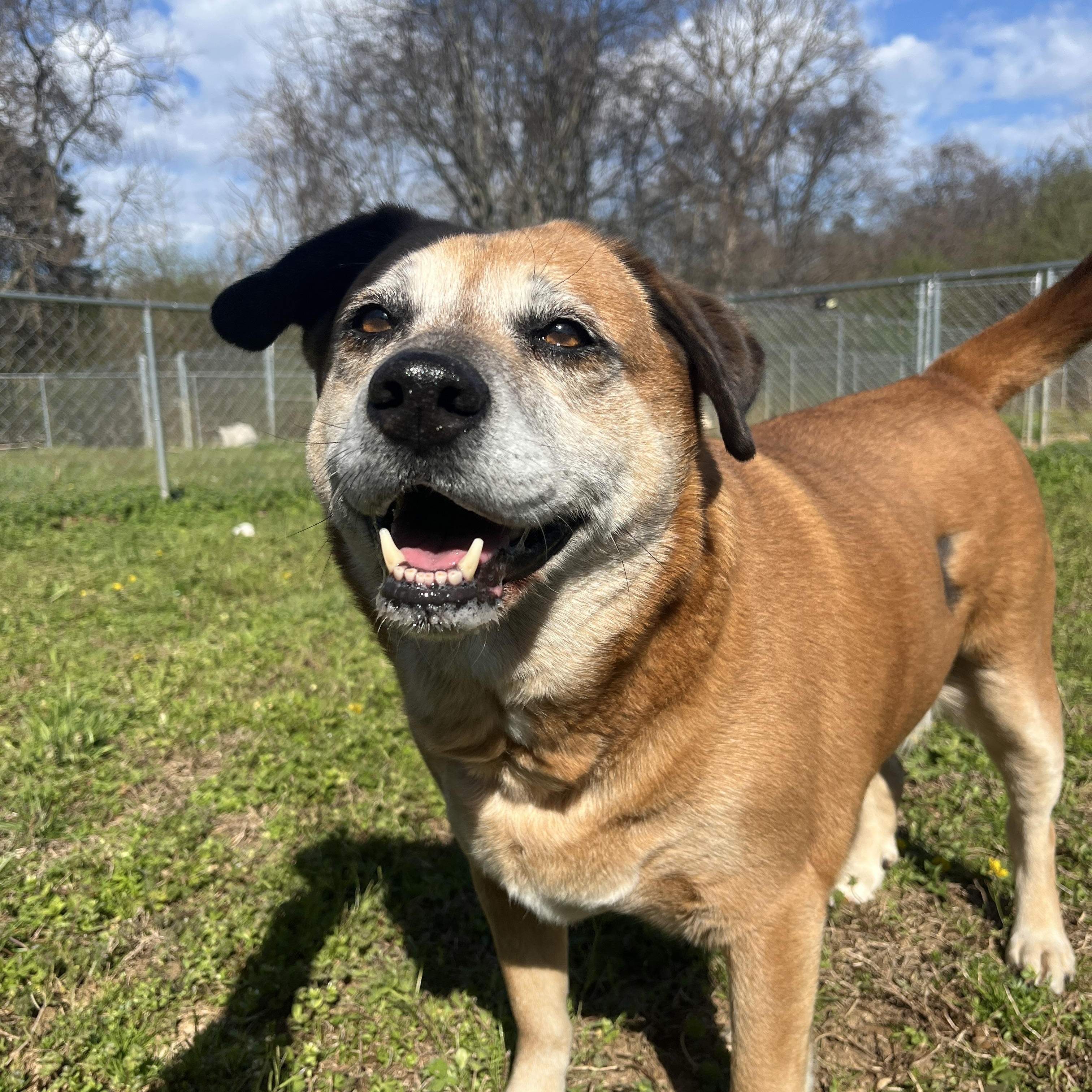 Enlarge Layla, a Adoptable Labrador Retriever in McKenzie, TN image 2/3