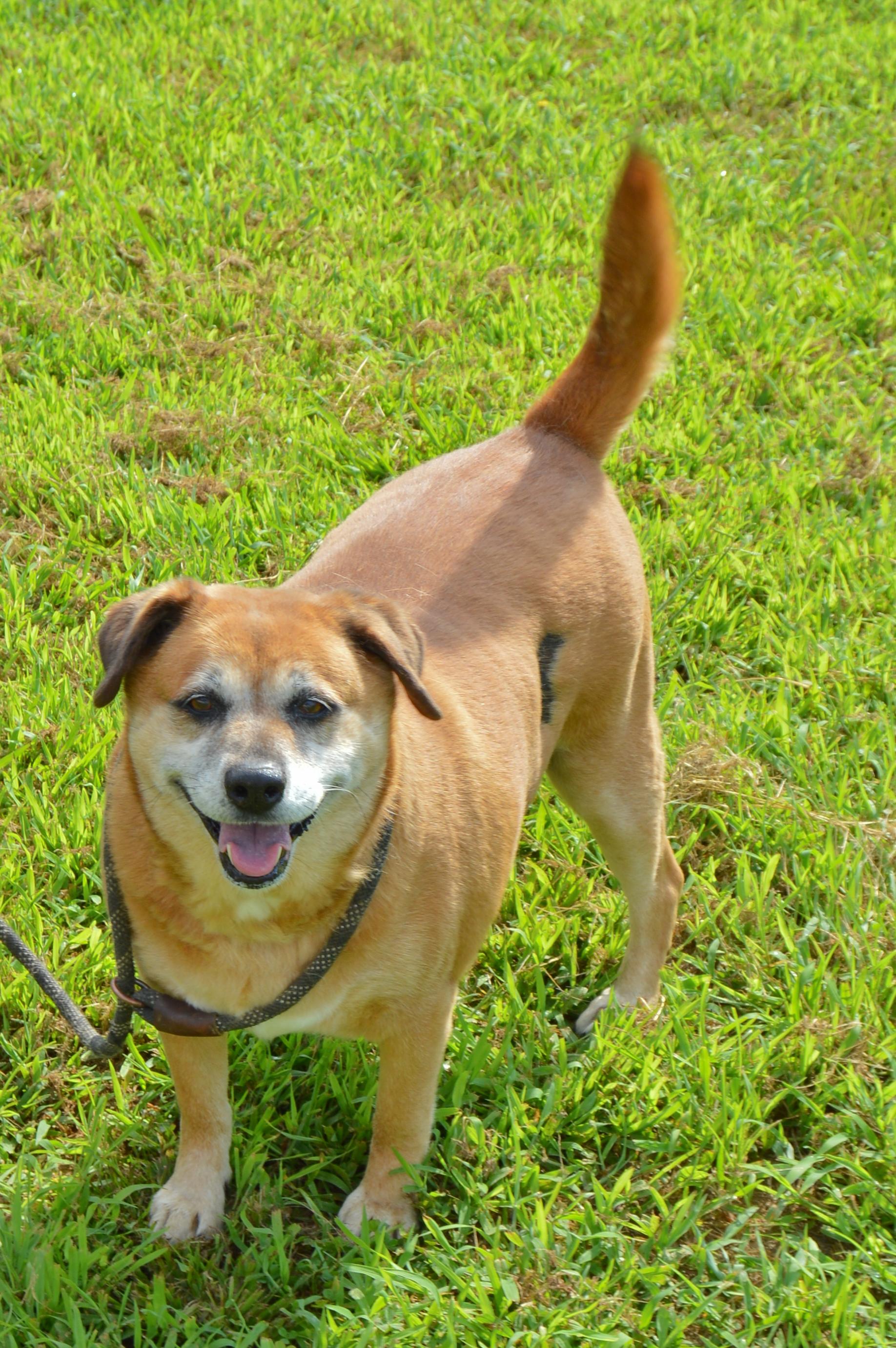 Layla, a Adoptable Labrador Retriever in McKenzie, TN image 1/3