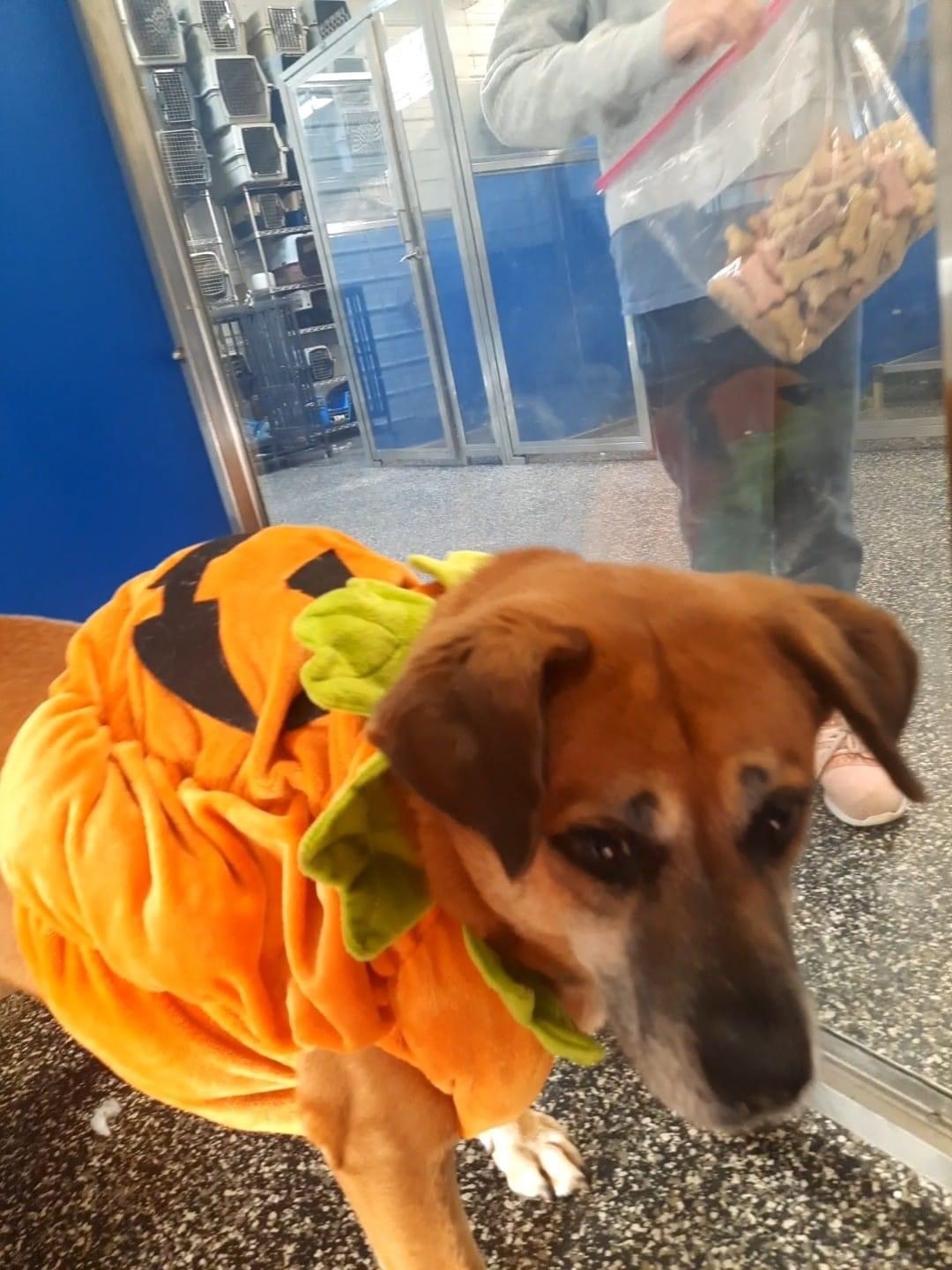 Layla, a Adoptable Labrador Retriever in McKenzie, TN image 3/3