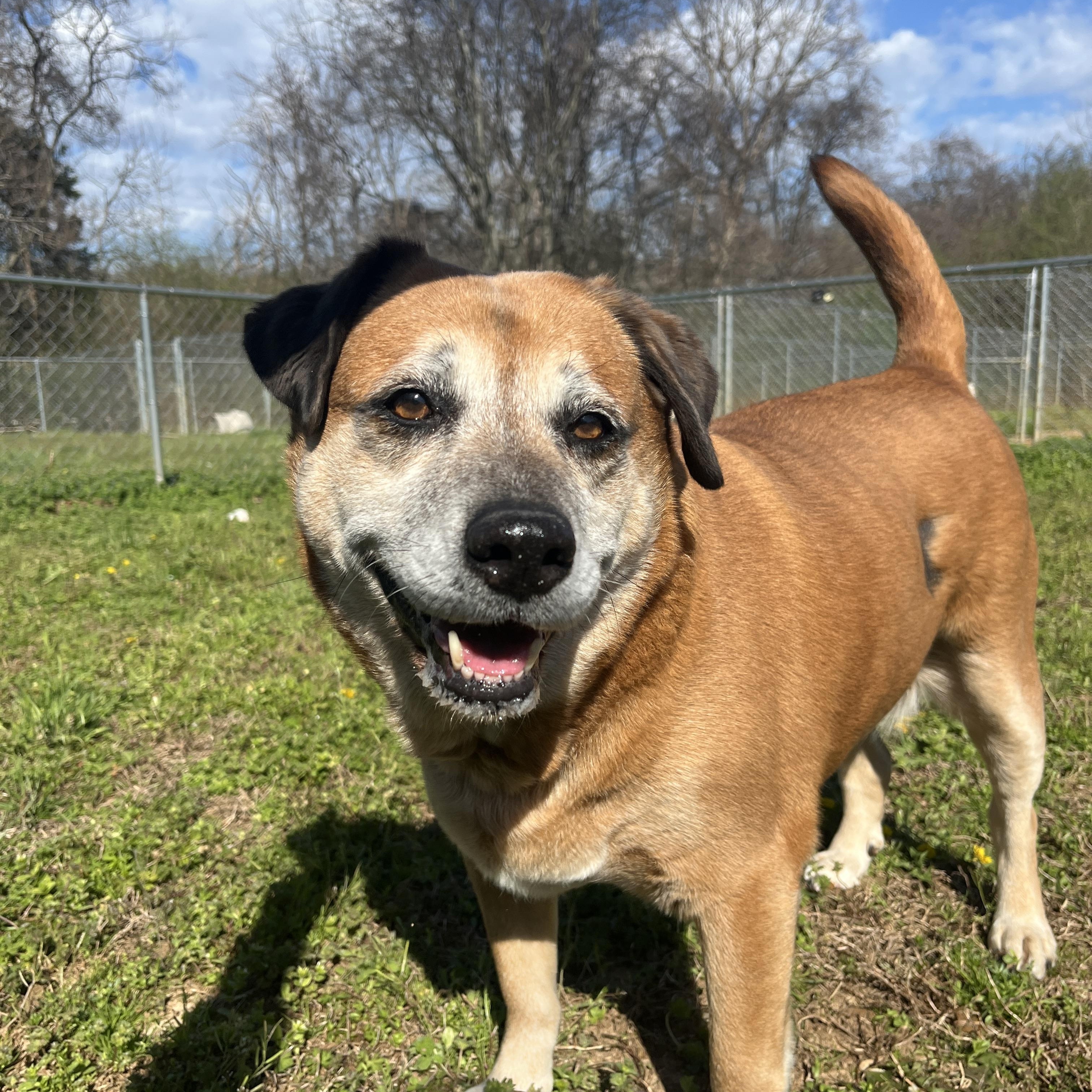 Layla, Adoptable, Senior Female Labrador Retriever.